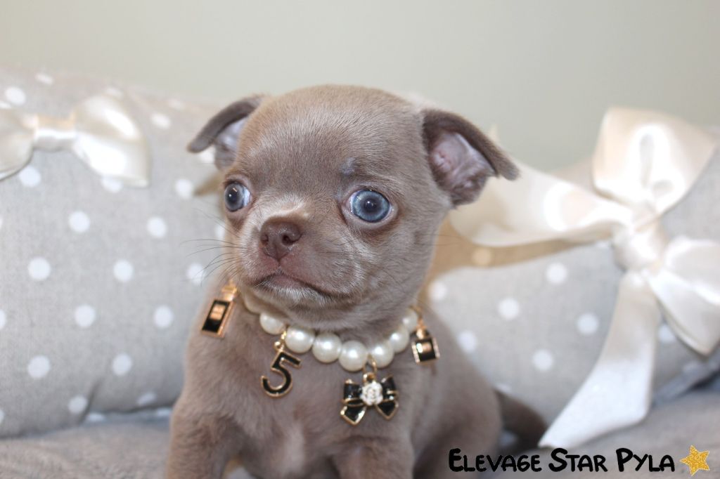 Star Pyla - Chiot disponible  - Chihuahua