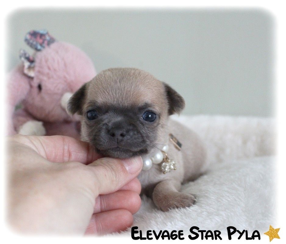 Star Pyla - Chiot disponible  - Chihuahua