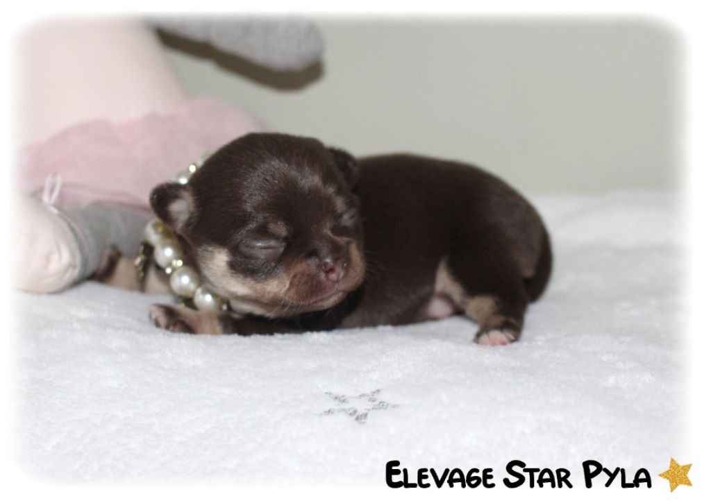 Star Pyla - Chiot disponible  - Chihuahua