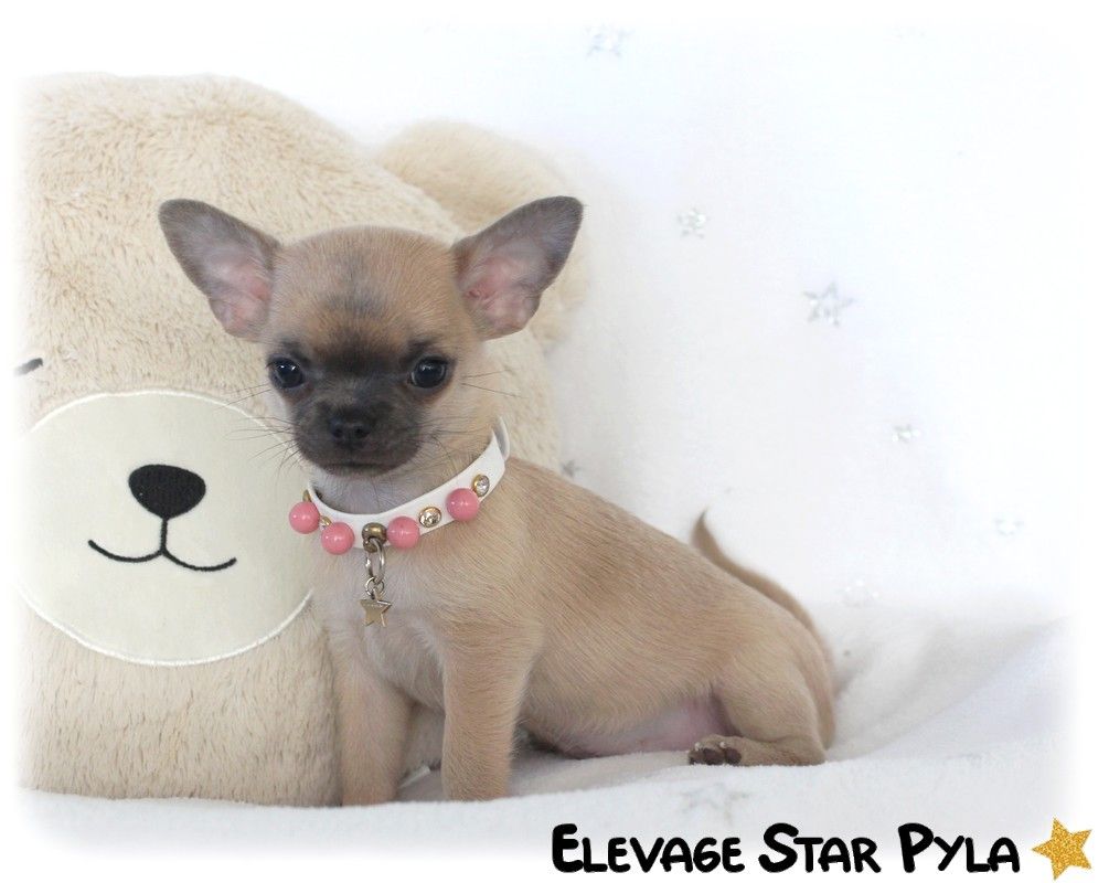 Star Pyla - Chiot disponible  - Chihuahua