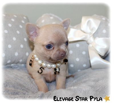Star Pyla - Chihuahua - Portée née le 11/06/2024