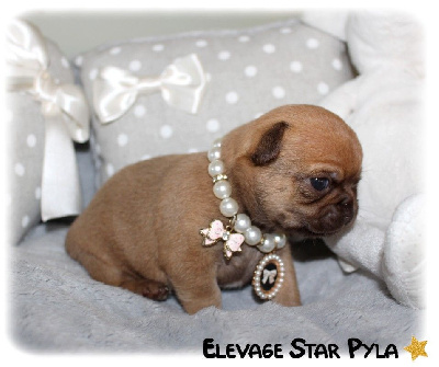 Star Pyla - Chihuahua - Portée née le 15/11/2022