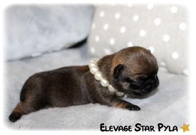 CHIOT 2 - Tiffany