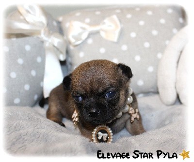 CHIOT 2 - Tiffany