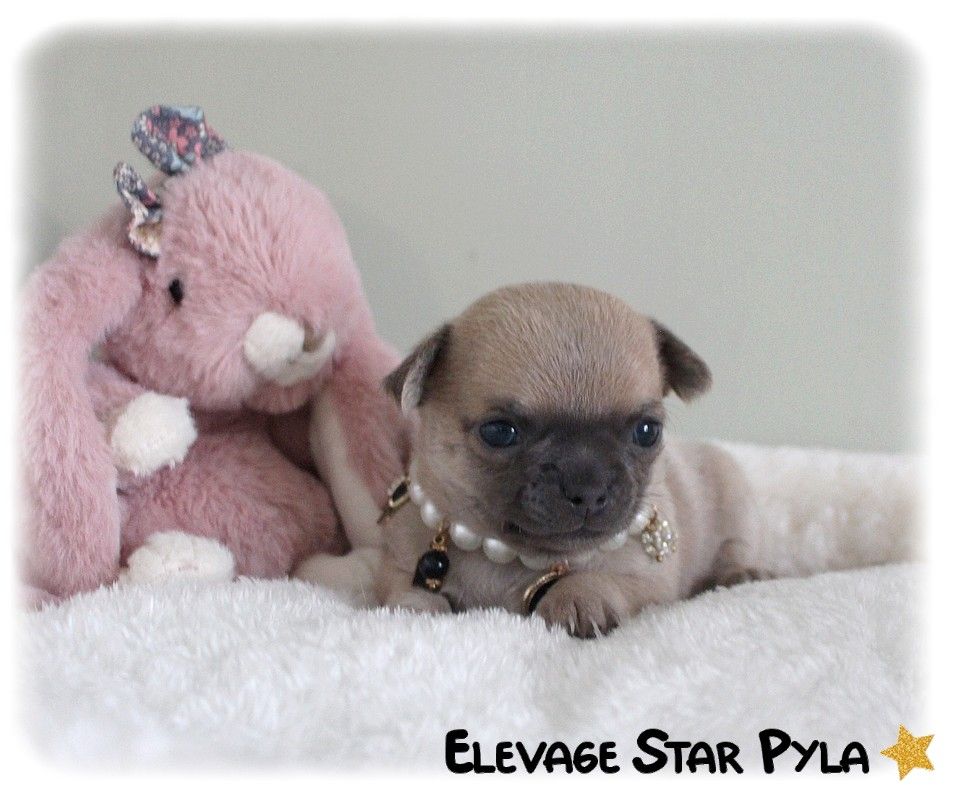 Star Pyla - Chiot disponible  - Chihuahua