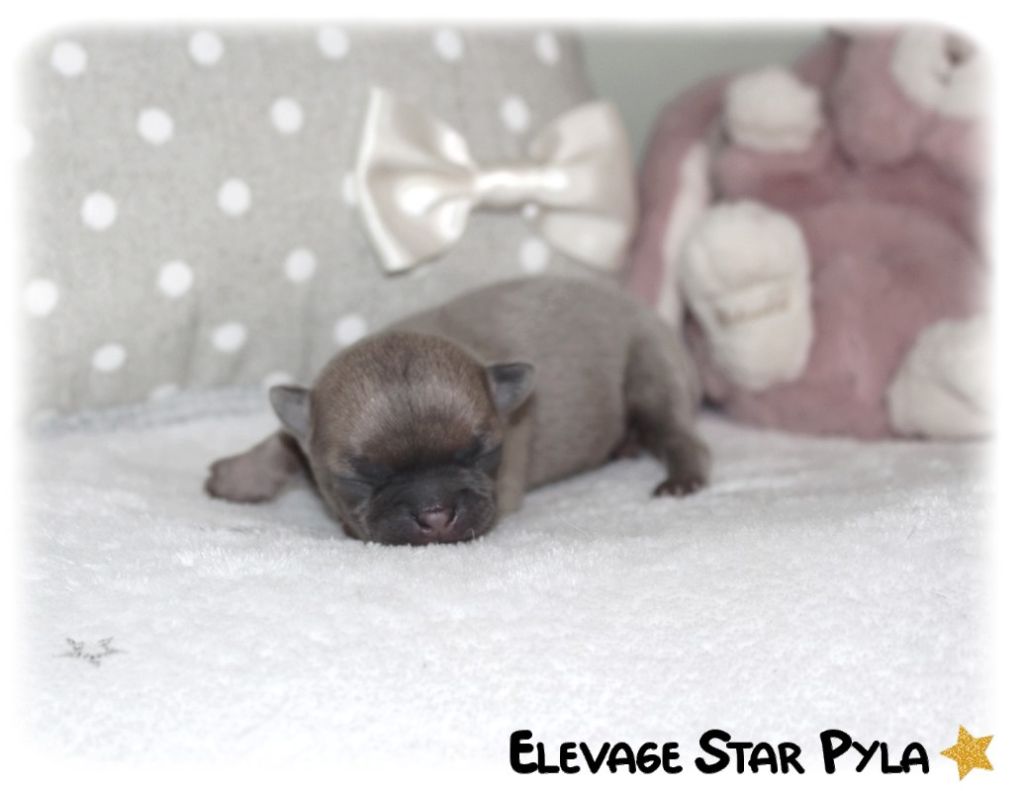 Star Pyla - Chiot disponible  - Chihuahua