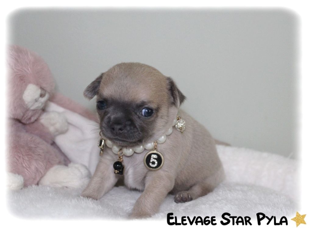 Star Pyla - Chiot disponible  - Chihuahua