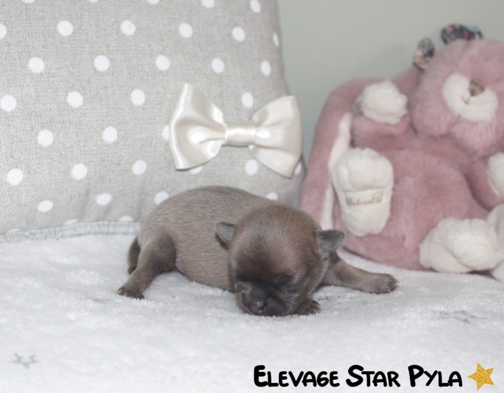 Star Pyla - Chiot disponible  - Chihuahua