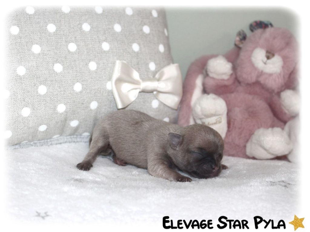 Star Pyla - Chiot disponible  - Chihuahua