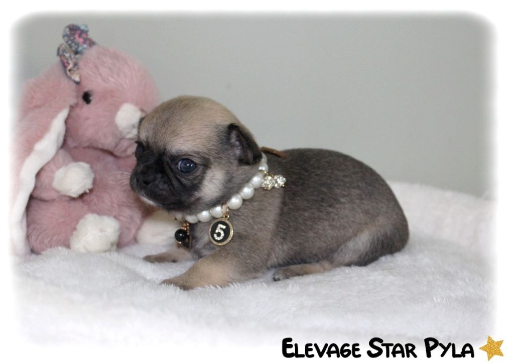 Star Pyla - Chiot disponible  - Chihuahua