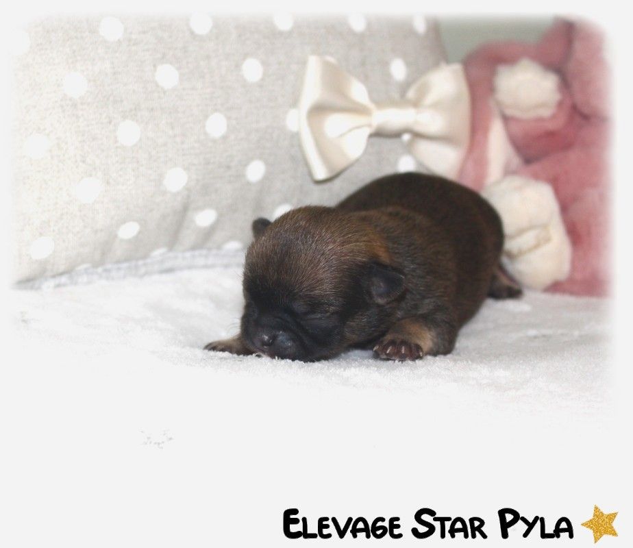 Star Pyla - Chiot disponible  - Chihuahua