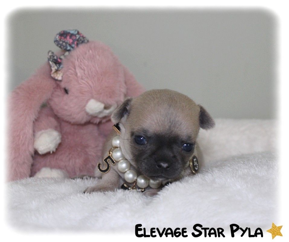 Star Pyla - Chiot disponible  - Chihuahua