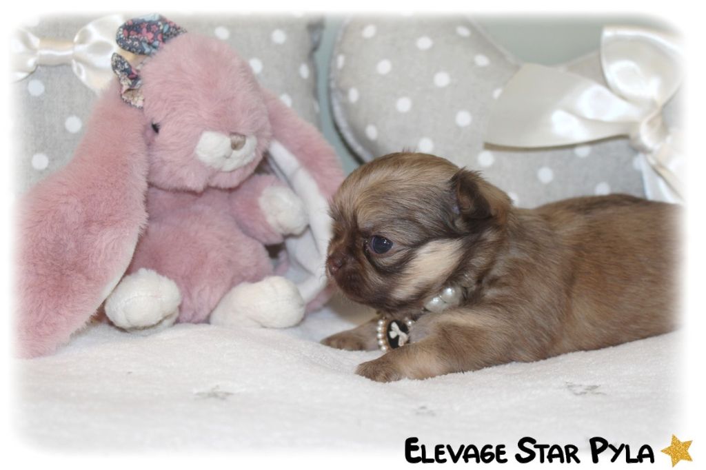 Star Pyla - Chiot disponible  - Chihuahua