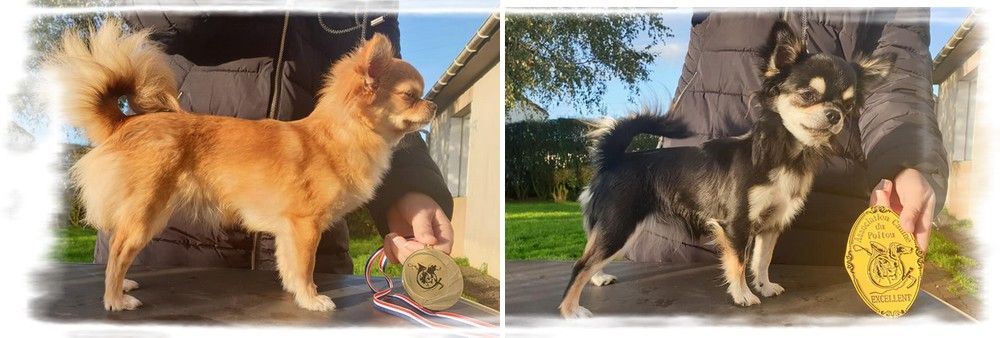 Star Pyla - Exposition Canine Internationale Poitiers