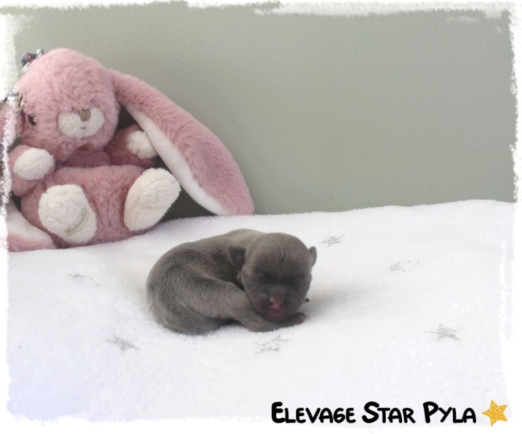 Star Pyla - Chiots disponibles - Chihuahua