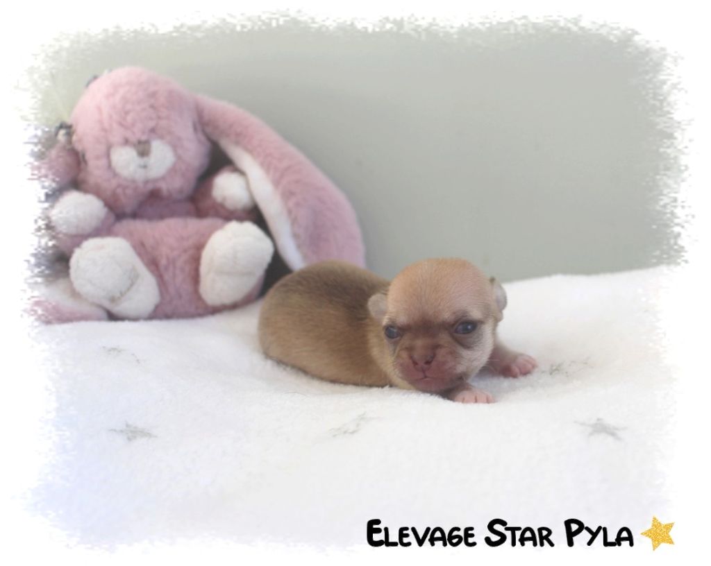 Star Pyla - Chiots disponibles - Chihuahua