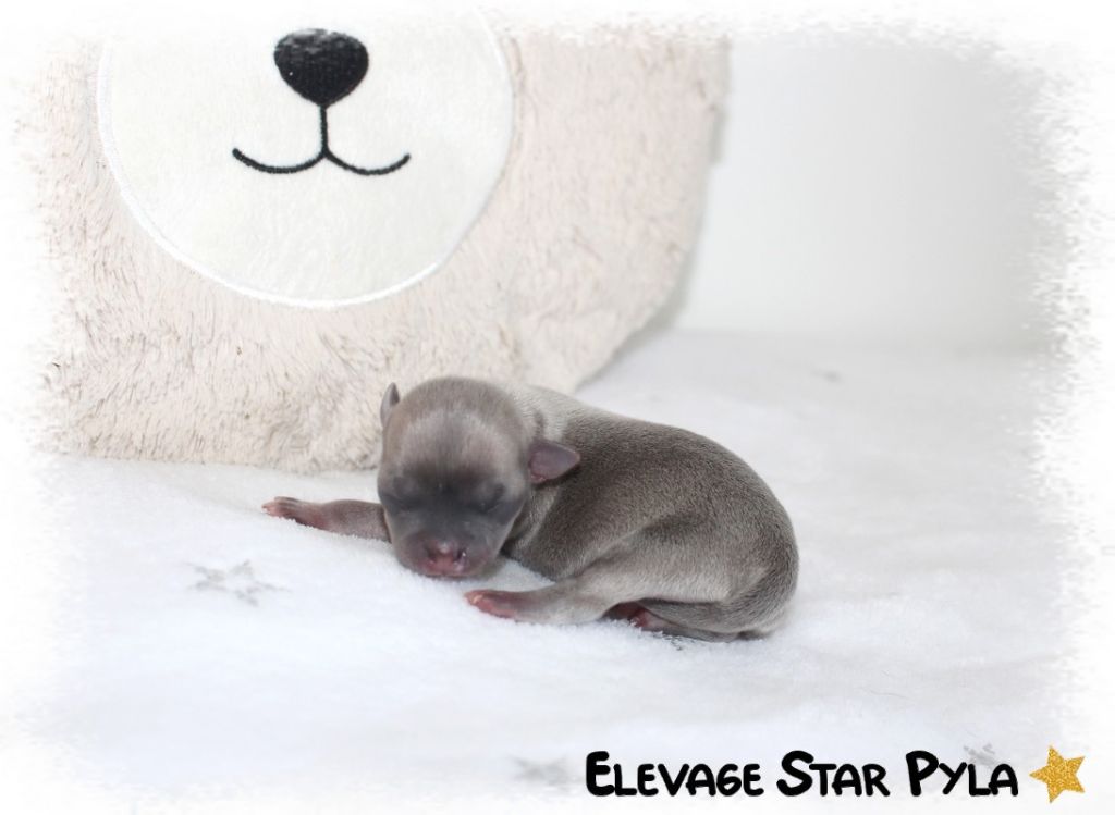 Star Pyla - Chiots disponibles - Chihuahua