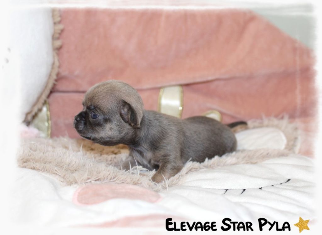 Star Pyla - Chihuahua - Portée née le 12/07/2025