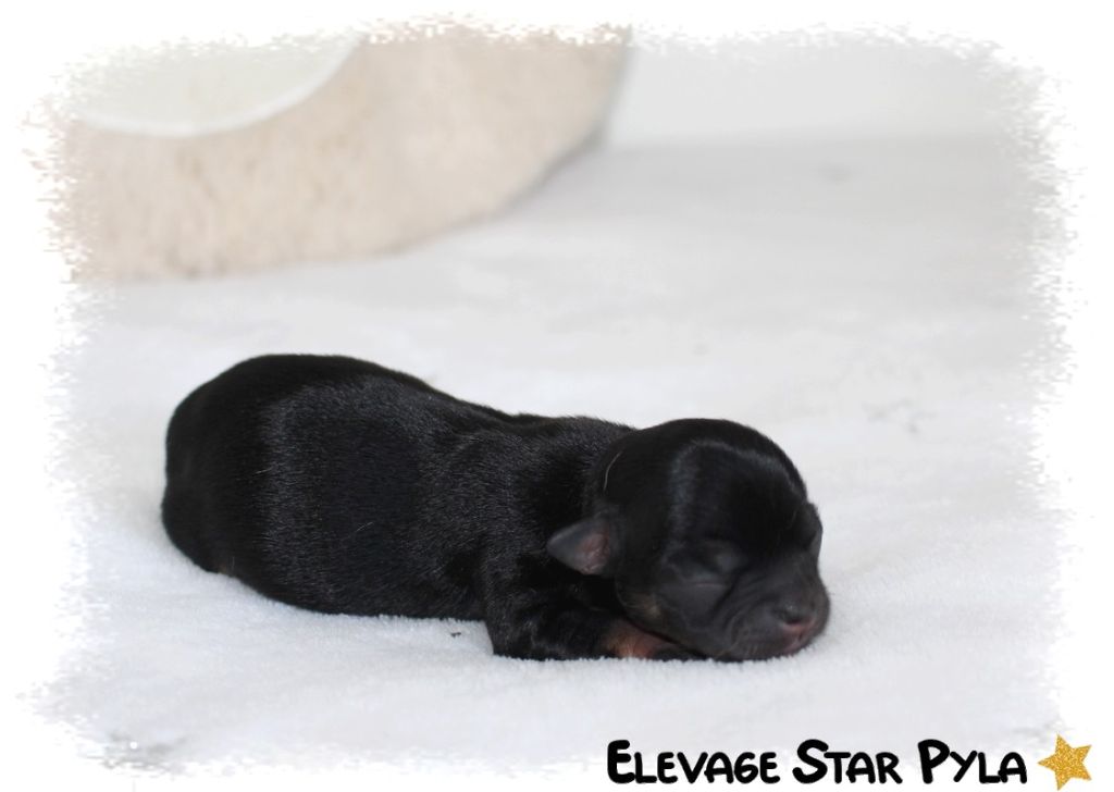Star Pyla - Chiots disponibles - Chihuahua