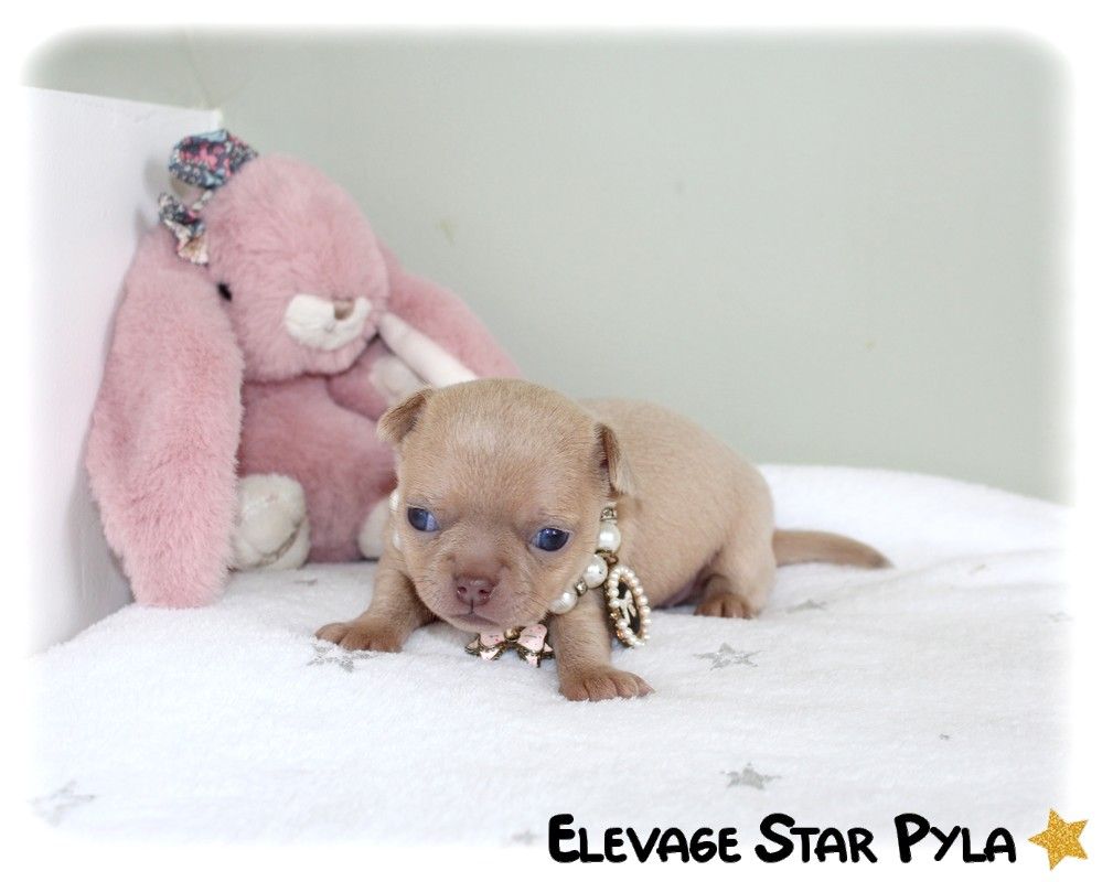 Star Pyla - Chiots disponibles - Chihuahua