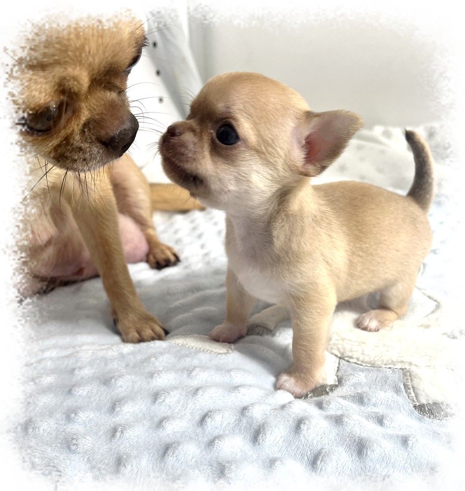 Star Pyla - Chiots disponibles - Chihuahua
