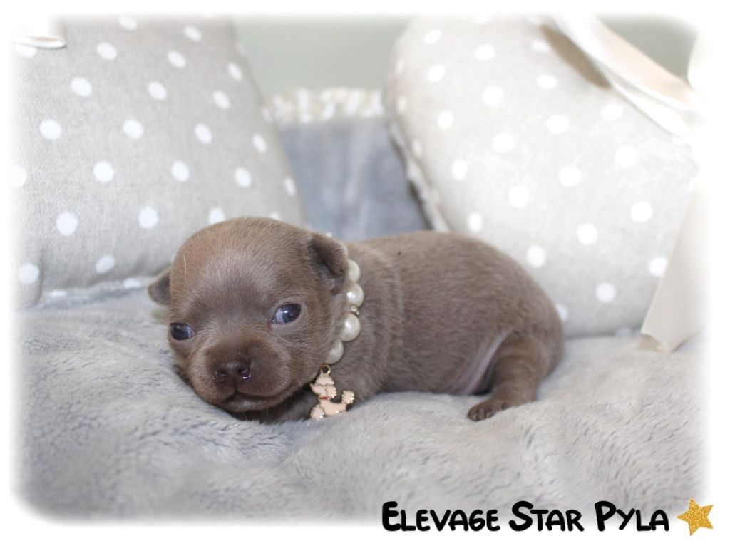 Star Pyla - Chihuahua - Portée née le 03/06/2024