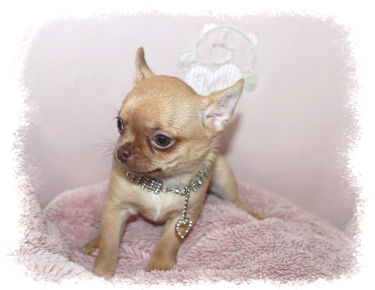 Star Pyla - Chiots disponibles - Chihuahua