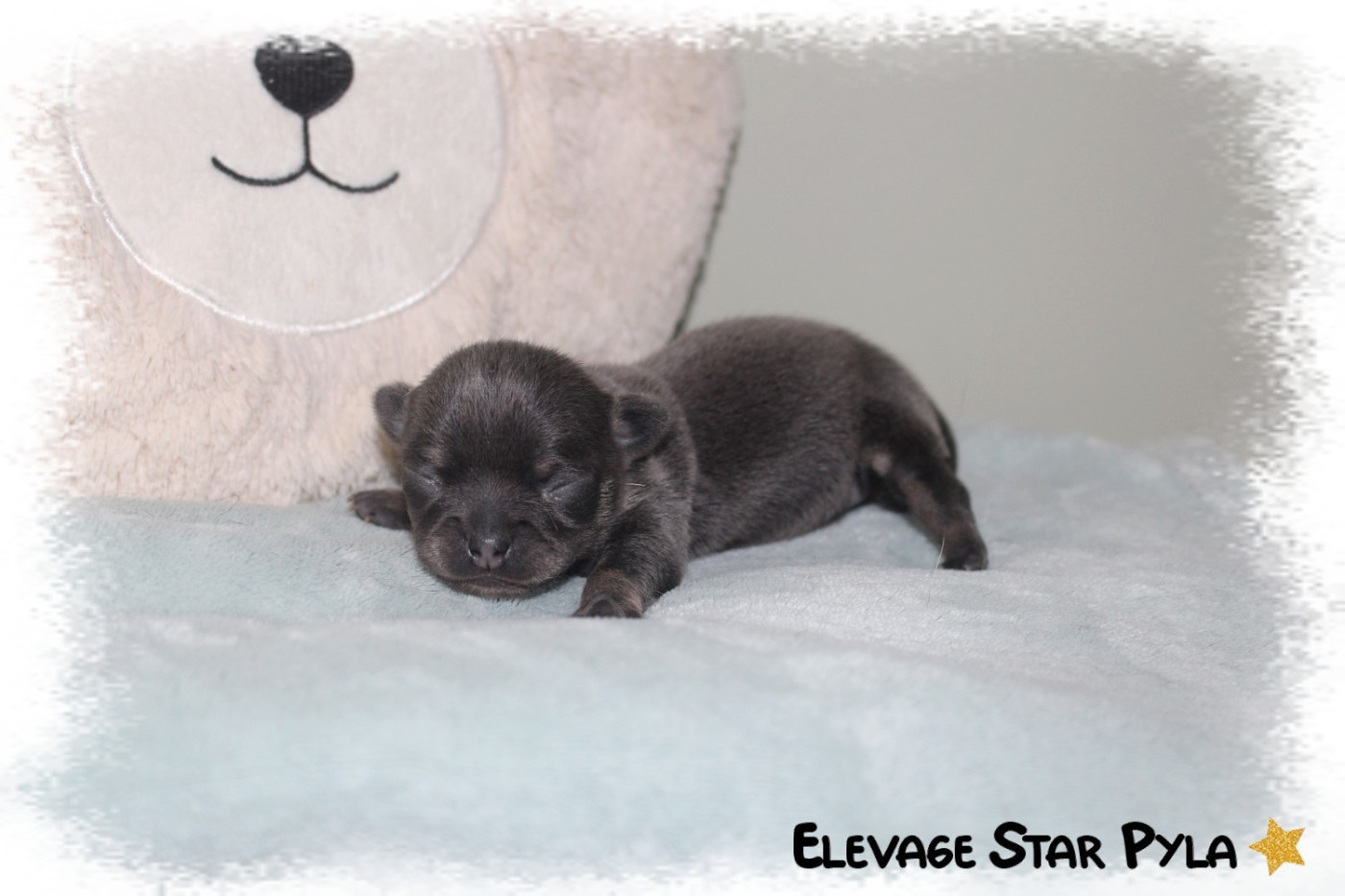 Star Pyla - Chiots disponibles - Chihuahua