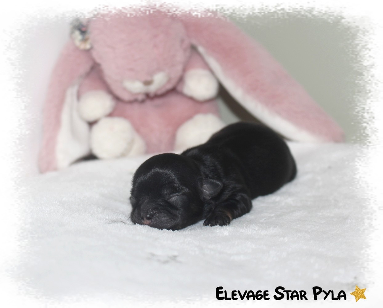 Star Pyla - Chiots disponibles - Chihuahua