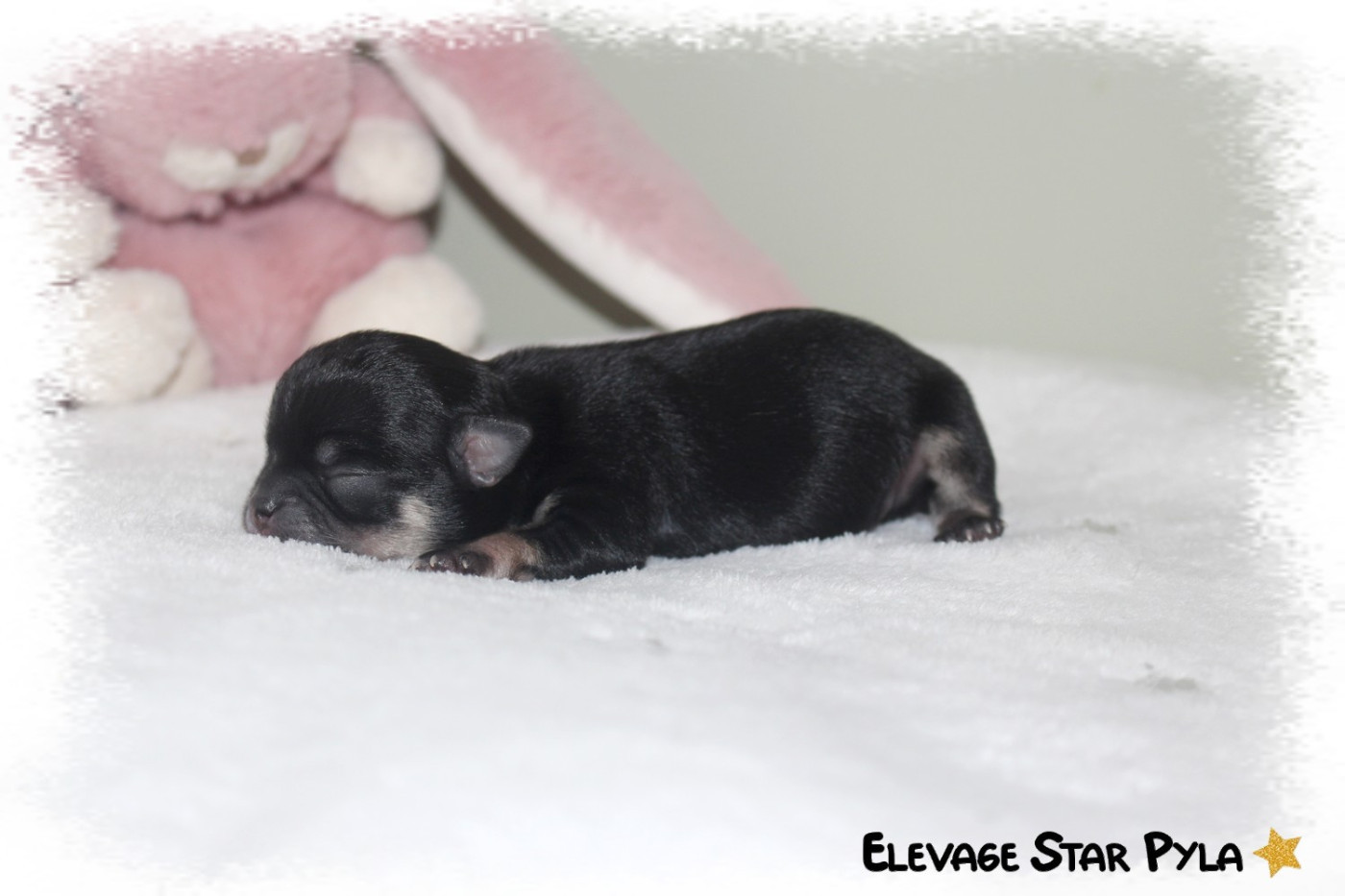 Star Pyla - Chiots disponibles - Chihuahua