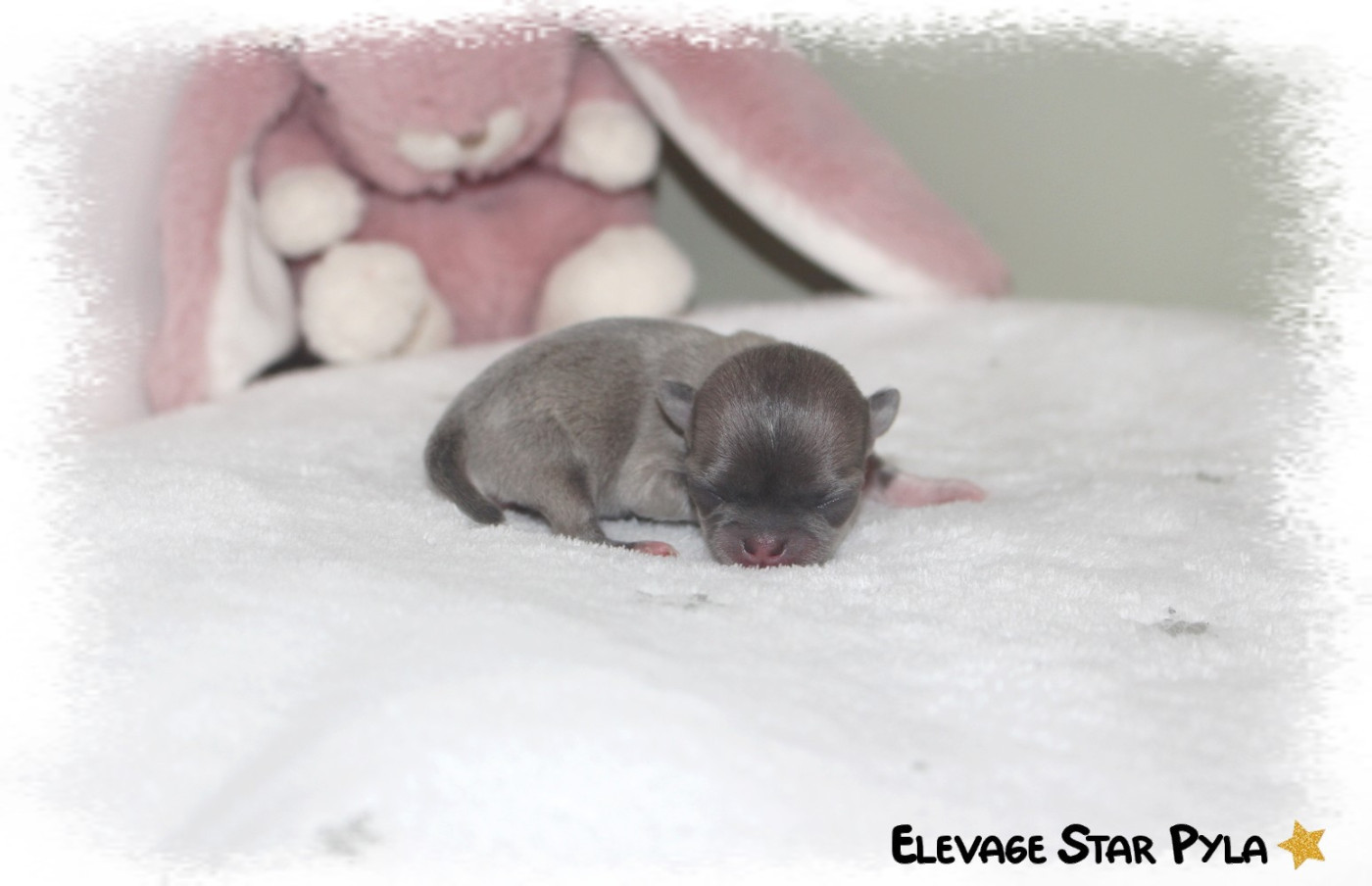 Star Pyla - Chiots disponibles - Chihuahua