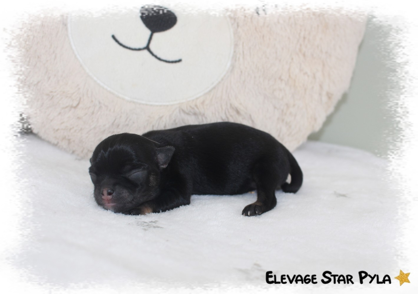 Star Pyla - Chiots disponibles - Chihuahua