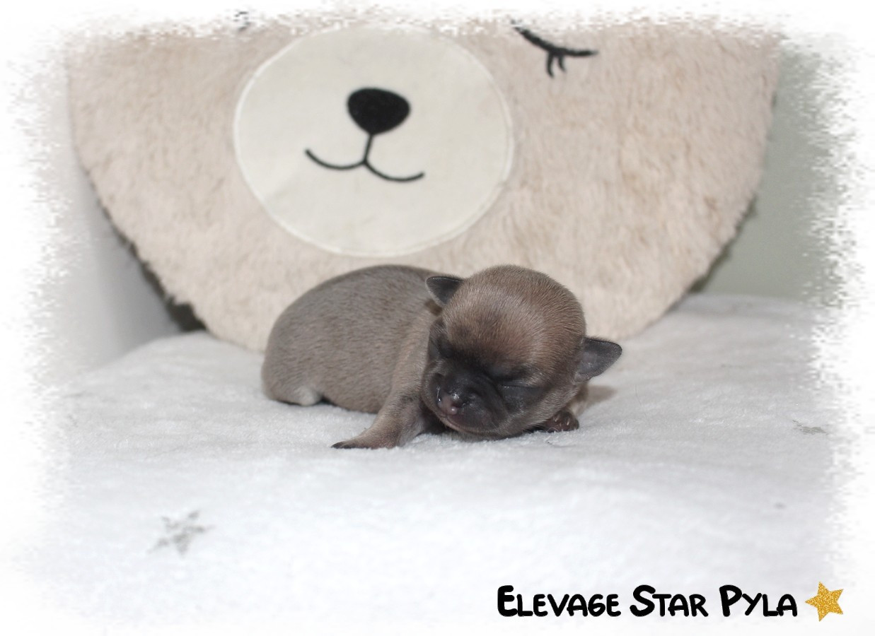 Star Pyla - Chiots disponibles - Chihuahua