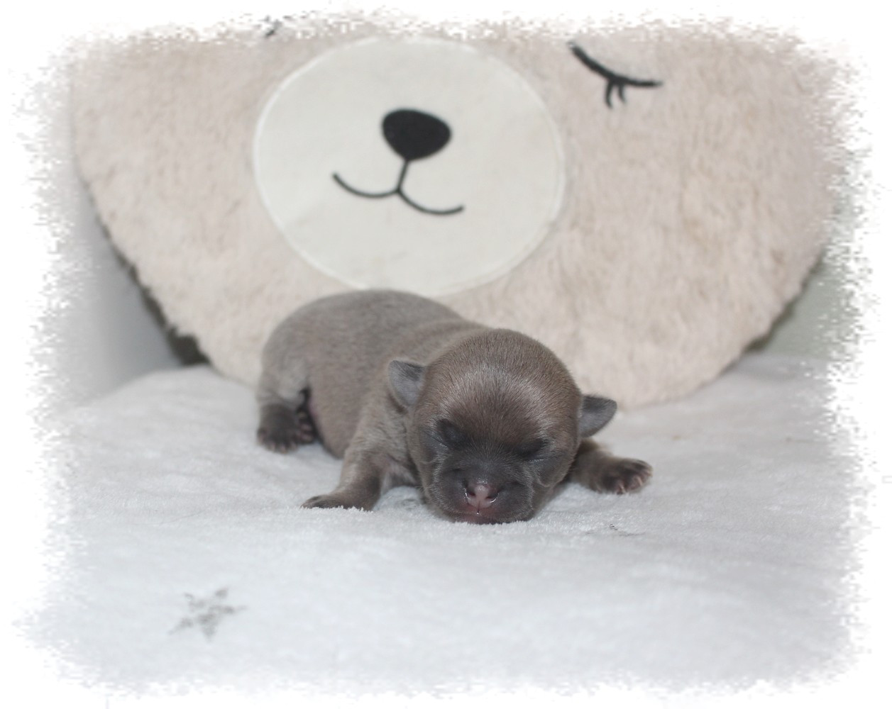 Star Pyla - Chiots disponibles - Chihuahua