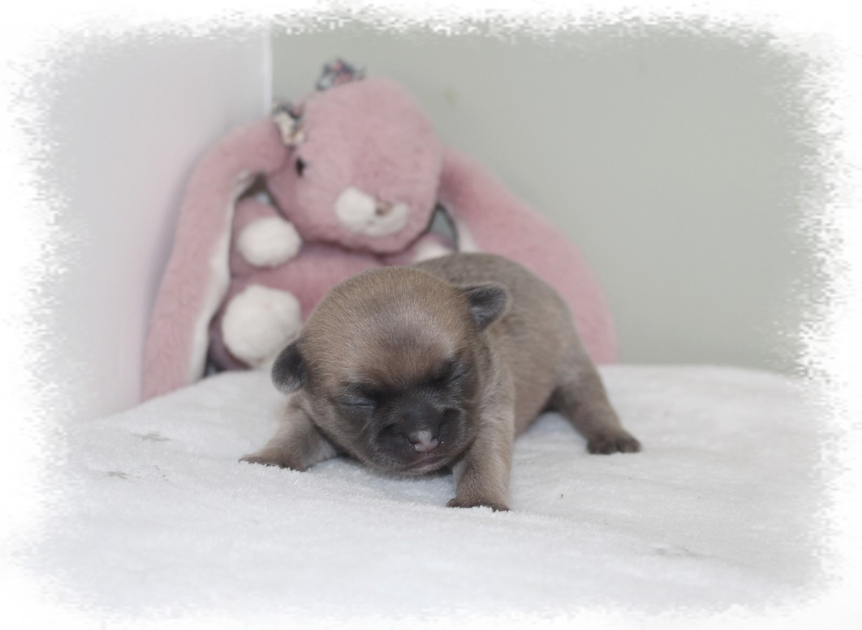 Star Pyla - Chiots disponibles - Chihuahua