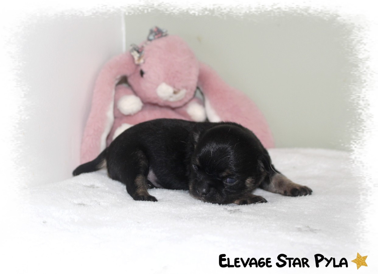 Star Pyla - Chiots disponibles - Chihuahua