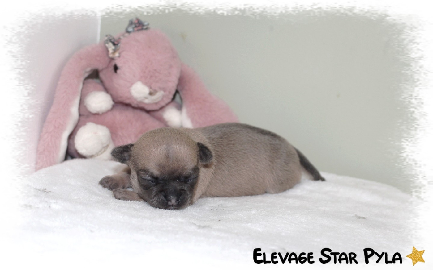 Star Pyla - Chiots disponibles - Chihuahua
