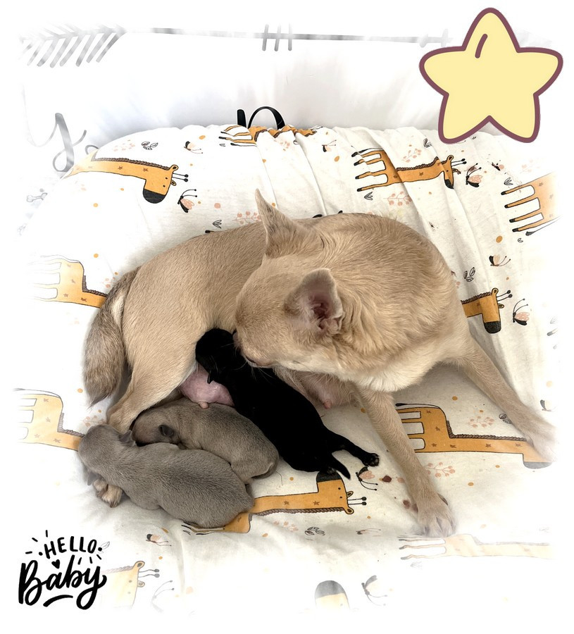 Star Pyla - Chihuahua - Portée née le 06/02/2026