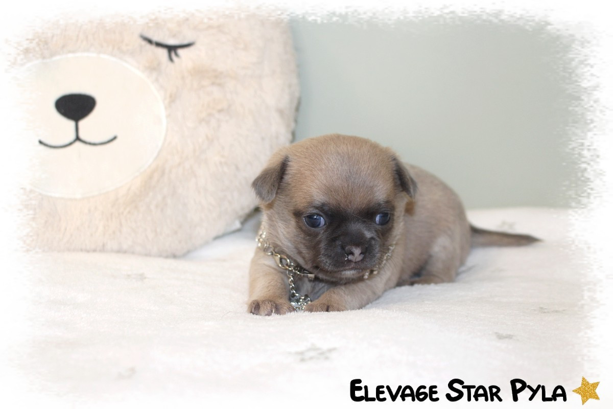 Star Pyla - Chiots disponibles - Chihuahua