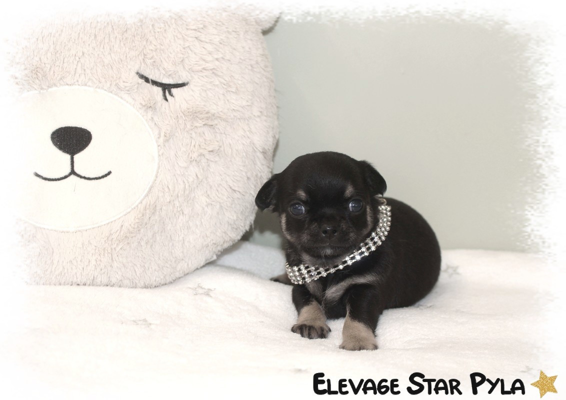 Star Pyla - Chiots disponibles - Chihuahua