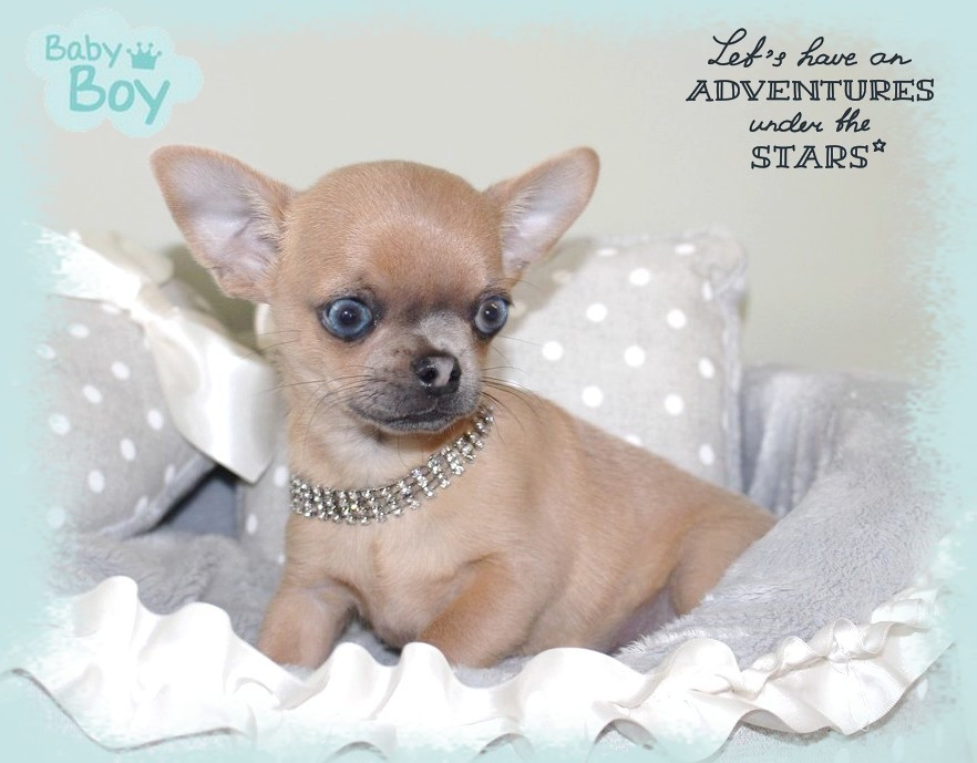 Star Pyla - Chiots disponibles - Chihuahua