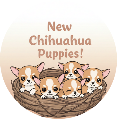 Chiot Chihuahua Star Pyla