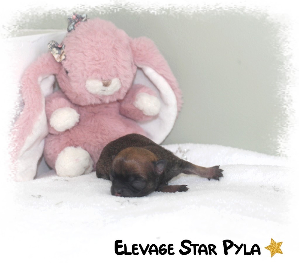 Star Pyla - Chiots disponibles - Chihuahua