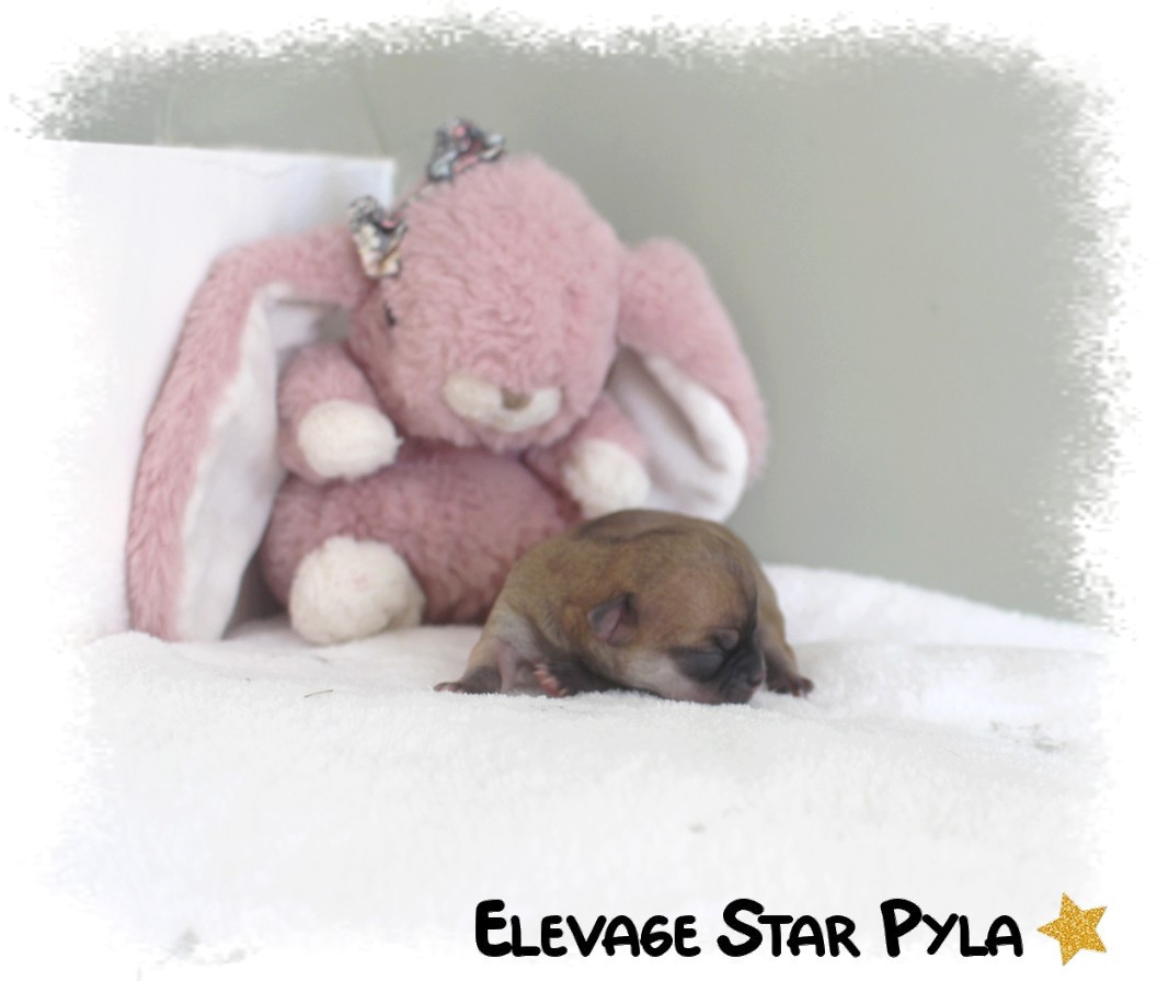 Star Pyla - Chiots disponibles - Chihuahua