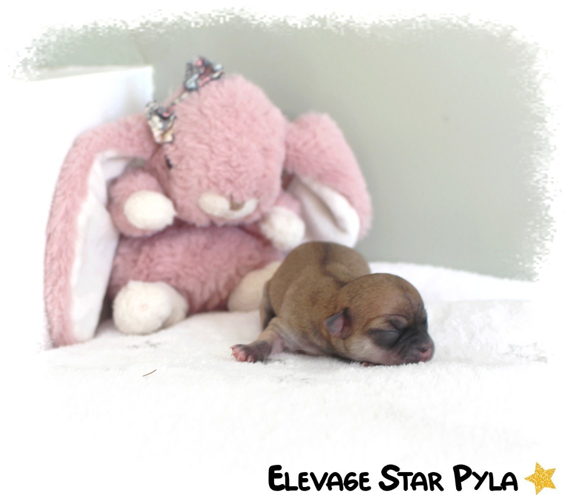 Star Pyla - Chiots disponibles - Chihuahua