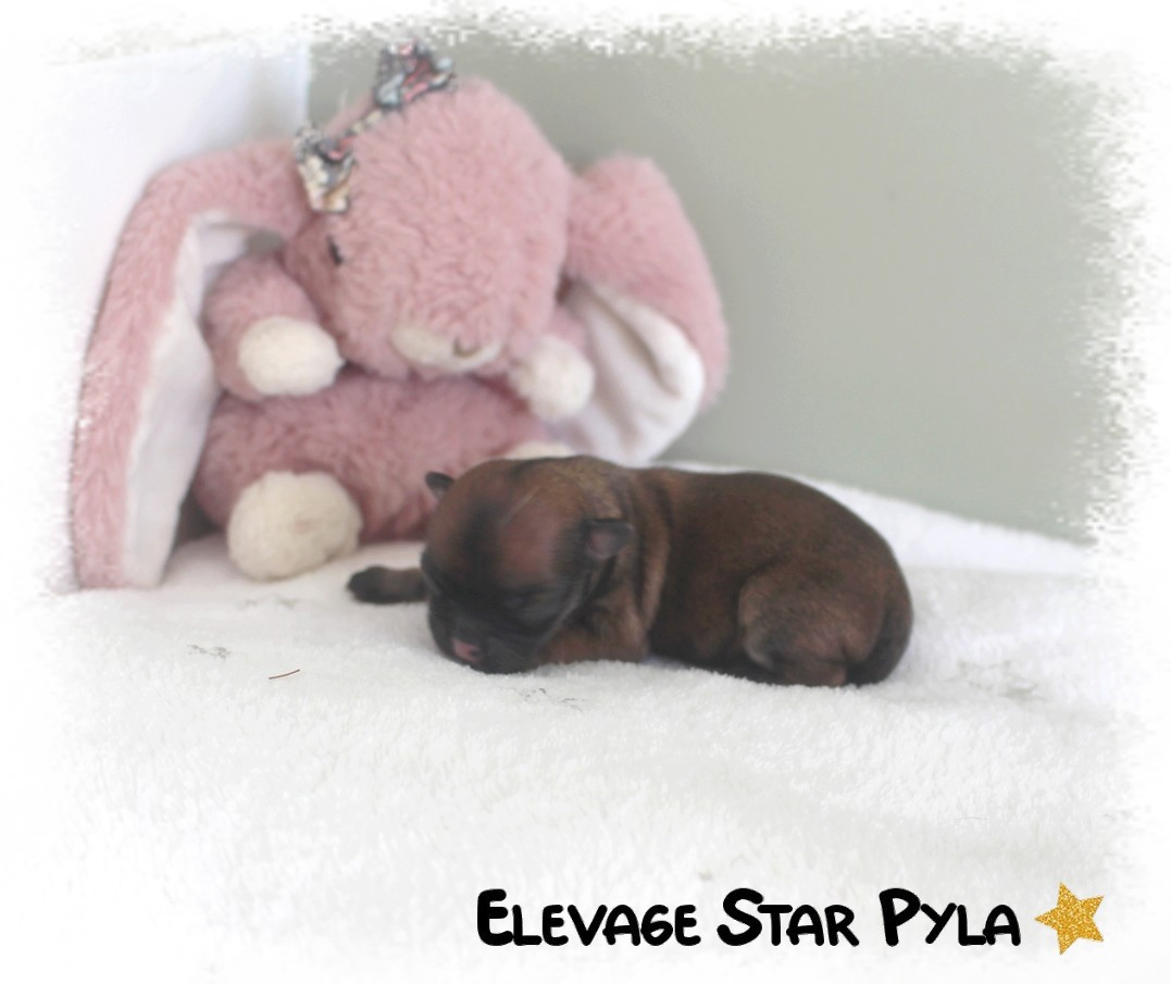 Star Pyla - Chiots disponibles - Chihuahua