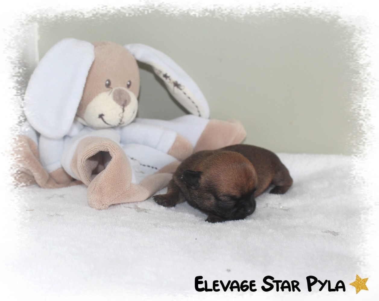 Star Pyla - Chiots disponibles - Chihuahua