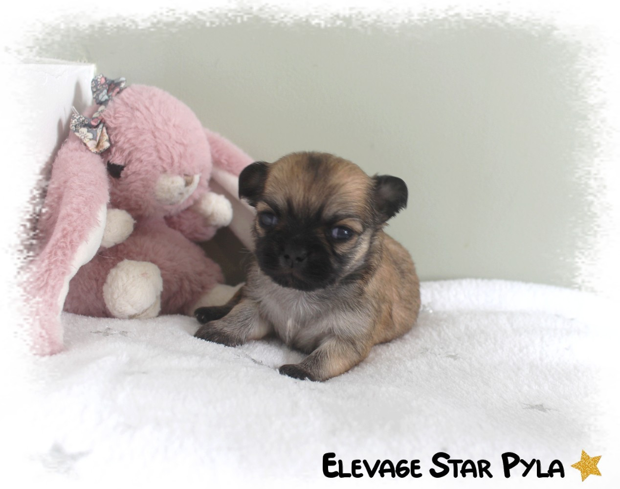 Star Pyla - Chiots disponibles - Chihuahua