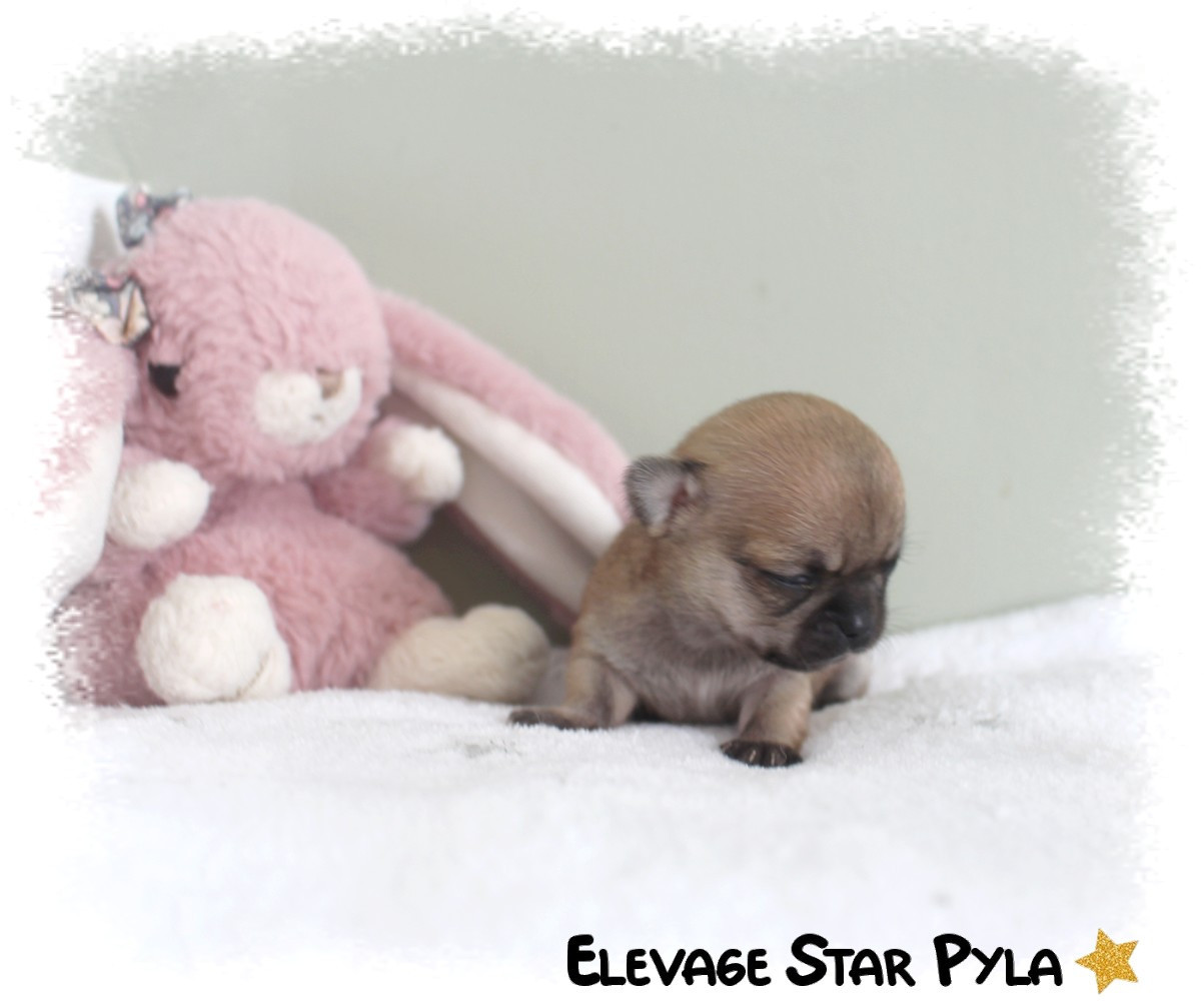 Star Pyla - Chiots disponibles - Chihuahua
