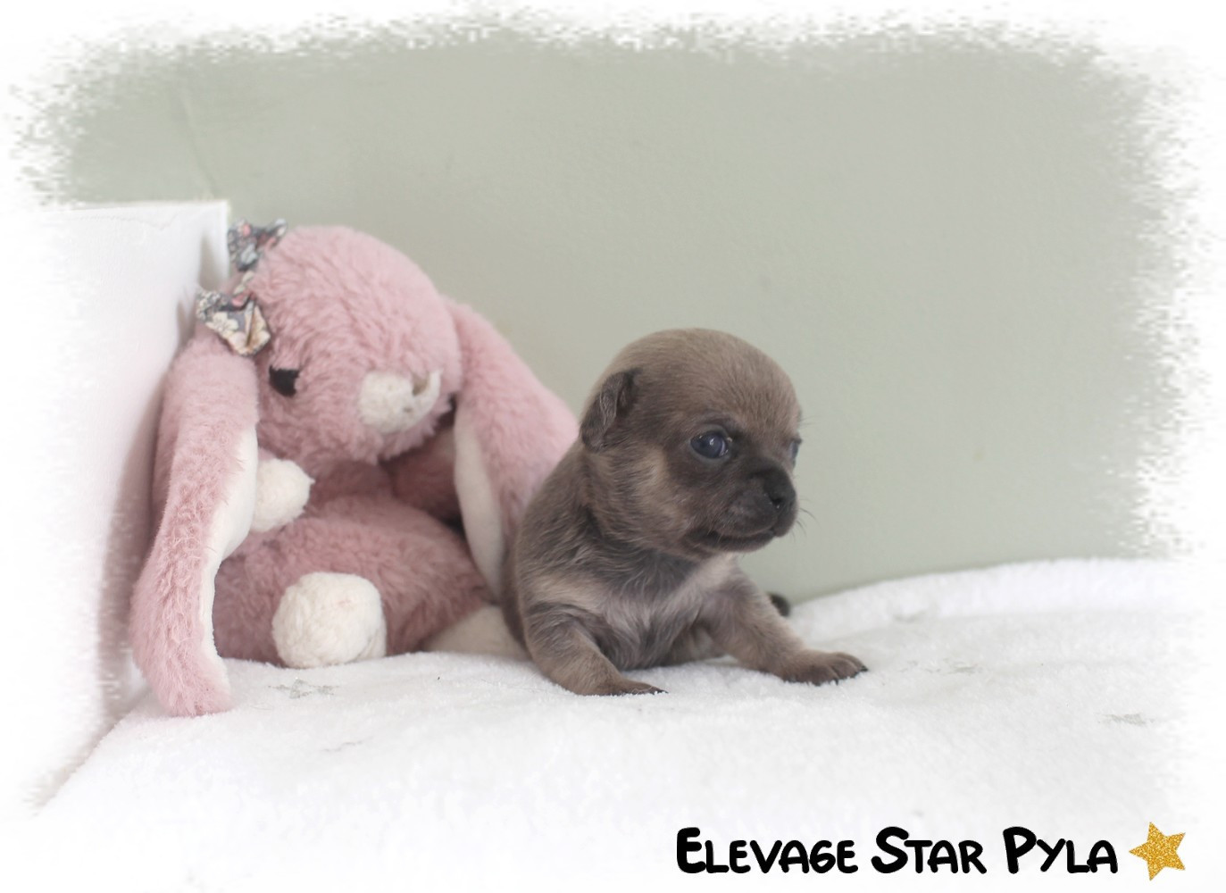 Star Pyla - Chiots disponibles - Chihuahua